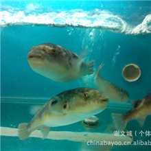 河豚鱼/河豚鱼批发/河豚鱼养殖/河豚鱼价格