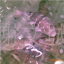 金城海鲜行/广东河豚鱼/河豚鱼价格/河豚鱼批发/小巴鱼