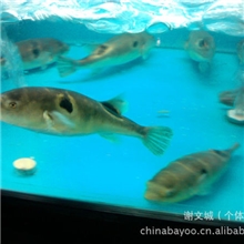 金城水产/河豚鱼/广东河豚鱼/河豚鱼养殖/河豚鱼批发