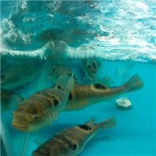 金城水产/河豚鱼/广东河豚鱼/河豚鱼批发/河豚鱼养殖