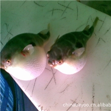 金城水产/河豚鱼的做法/河豚鱼价格/广东河豚鱼/小巴鱼