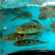 金城水产/广东河豚鱼/河豚鱼价格/河豚鱼做法/河豚鱼养殖/小巴鱼