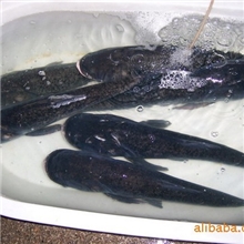 多年生甲鱼塘混养花鲢