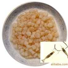 【太湖特产】鲜冻虾仁