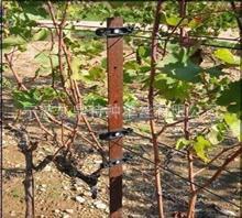 厂家直供聚酯塑钢线用于搭建葡萄架