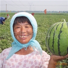 供应西瓜