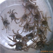 供应长江蟹苗