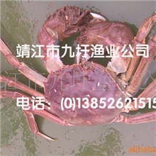 供应长江蟹/中华绒鳌蟹/长江大闸蟹/河蟹