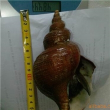 大海螺北朝鲜大海螺黄螺光螺海螺肉海螺头