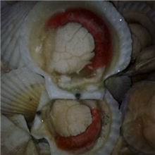 扇贝，半壳贝，夏夷贝，虾夷贝