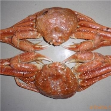 熟冻板蟹鳕蟹雪蟹板蟹分支蟹分割蟹蟹脚