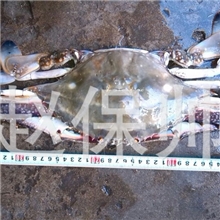 丽水蟹,冰鲜，是鲜货