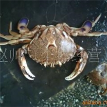 供应沙蟹，石蟹，花蟹，台湾蟹，黑蟹，各类海生蟹