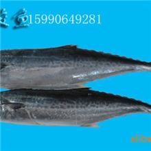 马鲛鱼，霸鱼，蓝点马鲛鱼、鰆鱼，俗名鱍鱼、竹鲛，青占鱼。