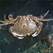 供应螃蟹,蟹脚,蟹肉,黄鱼,鲳鱼