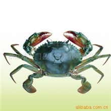 鲜活海鲜批发.浙江三门青蟹10斤起包活包邮限江浙沪闽