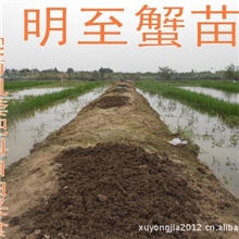 优质蟹苗螃蟹苗大闸蟹苗高成活率