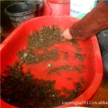 供應出口台灣大閘蟹苗