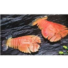 供应冷冻琵琶虾/虾姑排/拖鞋龙虾/东方扁虾冷冻海鲜批发