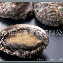 冷冻鲍鱼【彩虹码头】东山特产冷冻水产品批发