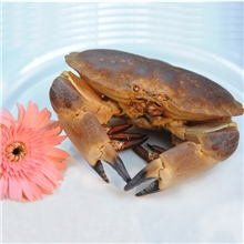 天天海鲜活鲜面包蟹约600-800克/只野生螃蟹黄金蟹只只保肥