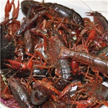 天天海鲜活鲜江苏清水小龙虾每只约1两以上香辣麻辣美食