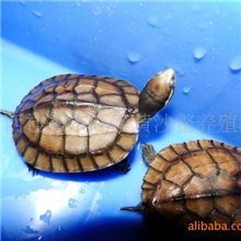 新品金田黄沙鳖养殖场供应广越南石龟苗（特种养殖）