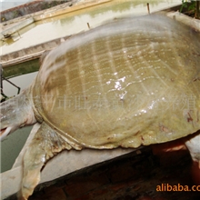 新品供应黄沙鳖商品鳖（成鳖）价格可优惠