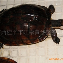 新品供应（纯种）越南石龟（特种养殖）（质量有保证）