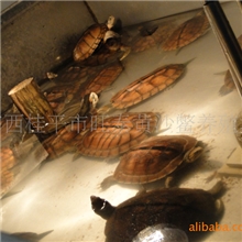 新品大量供应绿色产品越南石龟（特种养殖）