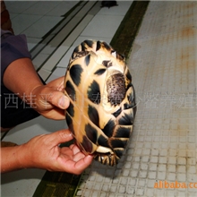 新品供应（种苗）越南石龟（特种养殖）幼苗（价格可优惠）