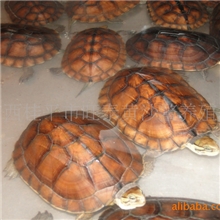 新品供应优质2年越南石龟（特种养殖）(量大从优)