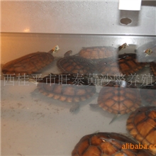新品供应（越南石龟（特种养殖）苗）欢迎前来