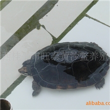 供应6年以上的优质特种石龟