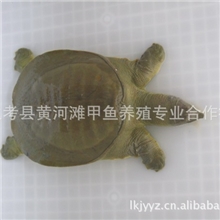 兰考县黄河滩甲鱼专业养殖合作社*O仿野生*250g&mdash;500g商品鳖供应