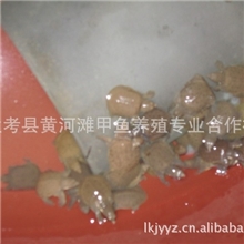 黄河滩甲鱼养殖合作社*仿野生*中华鳖苗中华甲鱼苗提供养殖技术