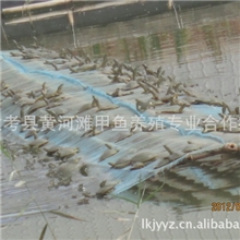 黄河滩甲鱼专业养殖合作社***仿生态***250g&mdash;500g商品鳖供应