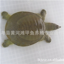 兰考县黄河滩甲鱼养殖专业合作社...中华鳖鳖苗供应*（仿生态）*