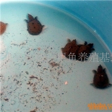 供应甲鱼苗、甲鱼蛋、商品甲鱼(图)