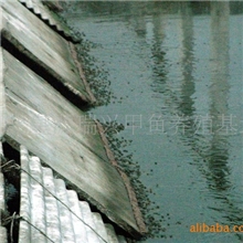 供应黄河甲鱼商品。黄河甲鱼苗。黄河甲鱼蛋。