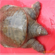 供应温室河北鱼(图)