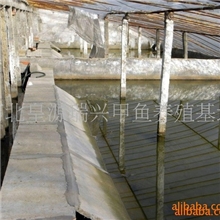 黄河甲鱼苗，甲鱼蛋，商品甲鱼(图)