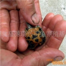 山东黄河甲鱼黄河鳖甲鱼苗、甲鱼蛋、商品甲鱼(图)