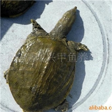 供应良种甲鱼苗、甲鱼蛋、商品甲鱼(图)