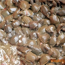 河北皇源瑞兴甲鱼养基地甲鱼苗