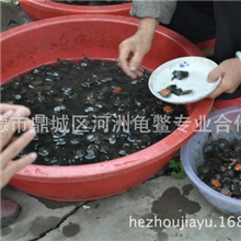 湖南小甲鱼苗，小鳖苗，国内大型专业养殖场所，现货供应