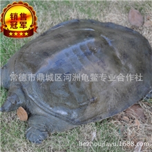 供应洞庭湖生态甲鱼，野性十足，营养丰富，送礼佳品