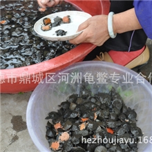 生态甲鱼苗|外塘原生态甲鱼苗，大型养殖场全程免费辅导养殖技术