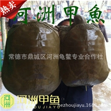 水鱼批发，水鱼价格，国内大型专业甲鱼养殖场直销