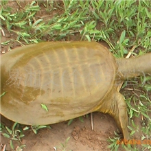 湖南汉寿多年生纯天然甲鱼